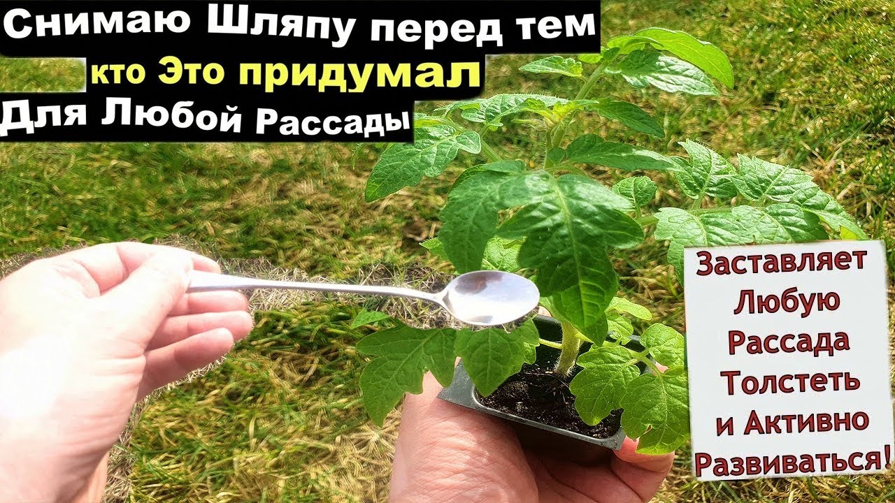 Чайная ложка под Рассаду и любая рассада Оживает на глазах - YouTube