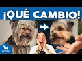 ¡CAMBIO RADICAL! 😍 Cómo cortar el pelo a un perro Yorkshire Terrier con máquina