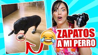 LE PONGO ZAPATOS a mi PERRO y ASÍ REACCIONA!    SandraCiresArt ft Karim