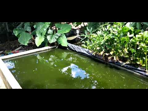 Video: ¿Qué tan rápido crece el mojarra azul?