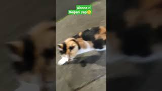 Kedicik Doddik Doddik Üzerime Üzerime Geliyor.