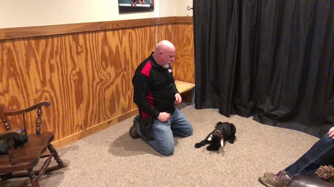 video phone beyonce mp3 Super Giant Schnauzer Puppy 