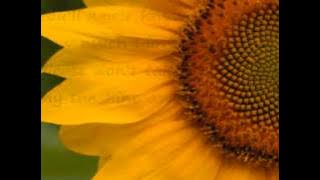 You are My Sunshine (NO SINGING)