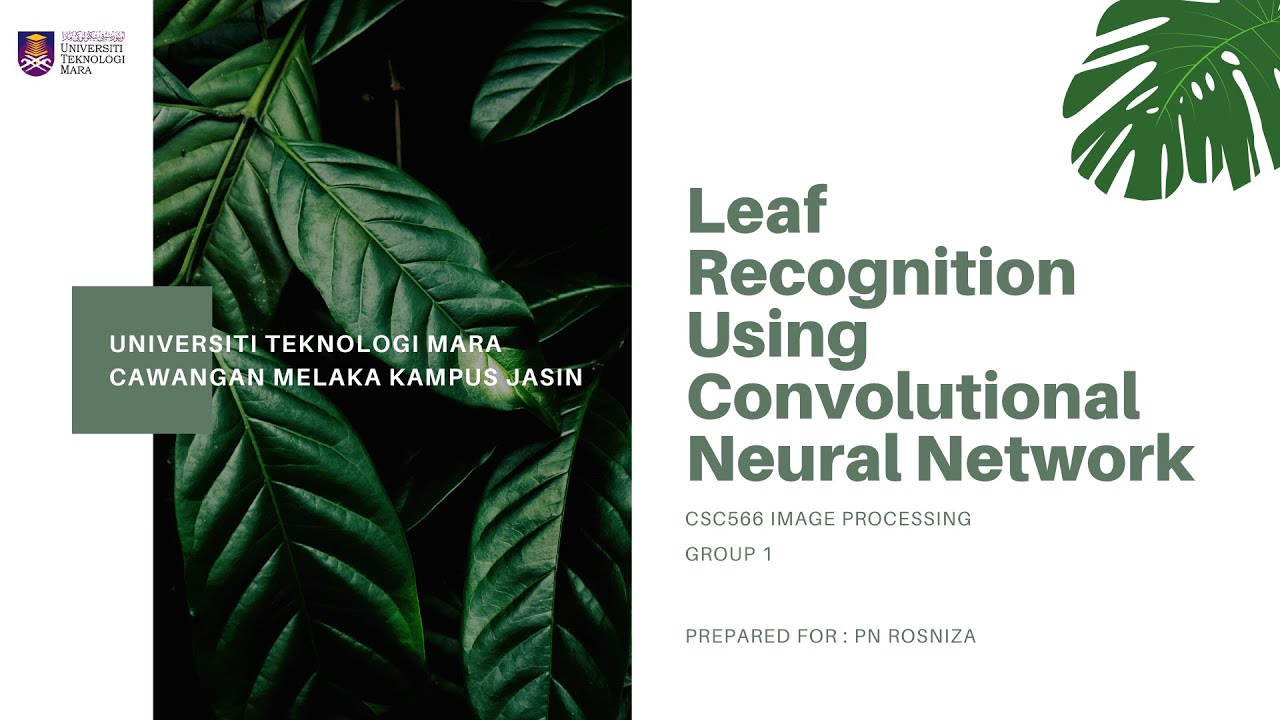 CSC566 | LEAF RECOGNITION USING CONVOLUTIONAL NEURAL NETWORK - YouTube
