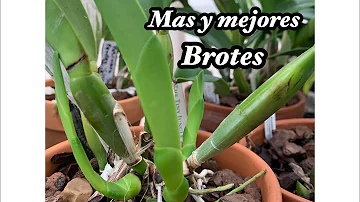 ¿Qué son los brotes que salen de una orquídea?