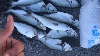 صيد سمك مياس  (bluefish )بالبورى تقطيع !!🐟🐟