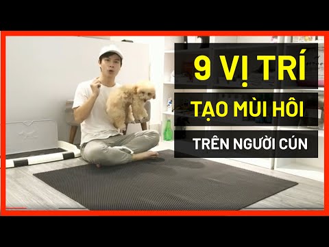 Video: Làm Thế Nào để Chữa Lành Tai Cho Chó Của Bạn