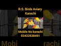 Mashallah . RS Birds Aviary karachi