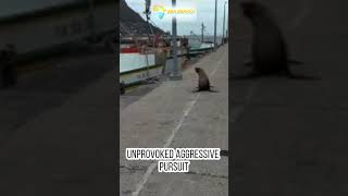 Suspect Rabid Seal ii