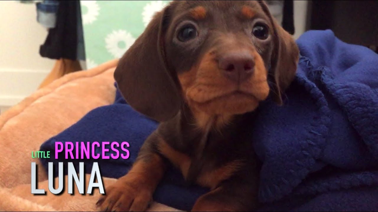 Cutest Miniature Dachshund puppy Ever