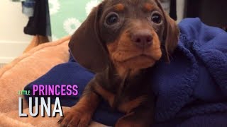 Cutest Miniature Dachshund puppy Ever
