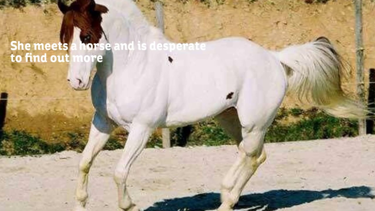 island of lost horses YouTube