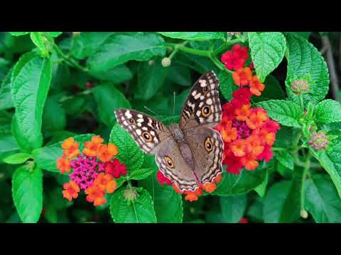 Top 10 Most Beautiful butterfly In The World | Top 12 Most Beautiful butterfly In The World  Video