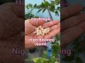 Fragrance that rules the night... #garden #gardening #bonsai #trending #shorts #like #suscribe