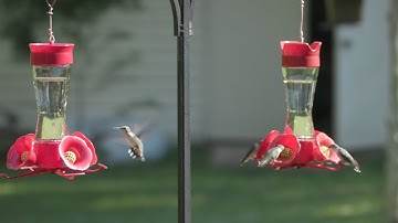 5 Fast Facts about Ruby-Throated Hummingbirds