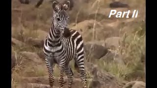 Zebra baby struggles with his mother - crossing - the Mara river-Part II