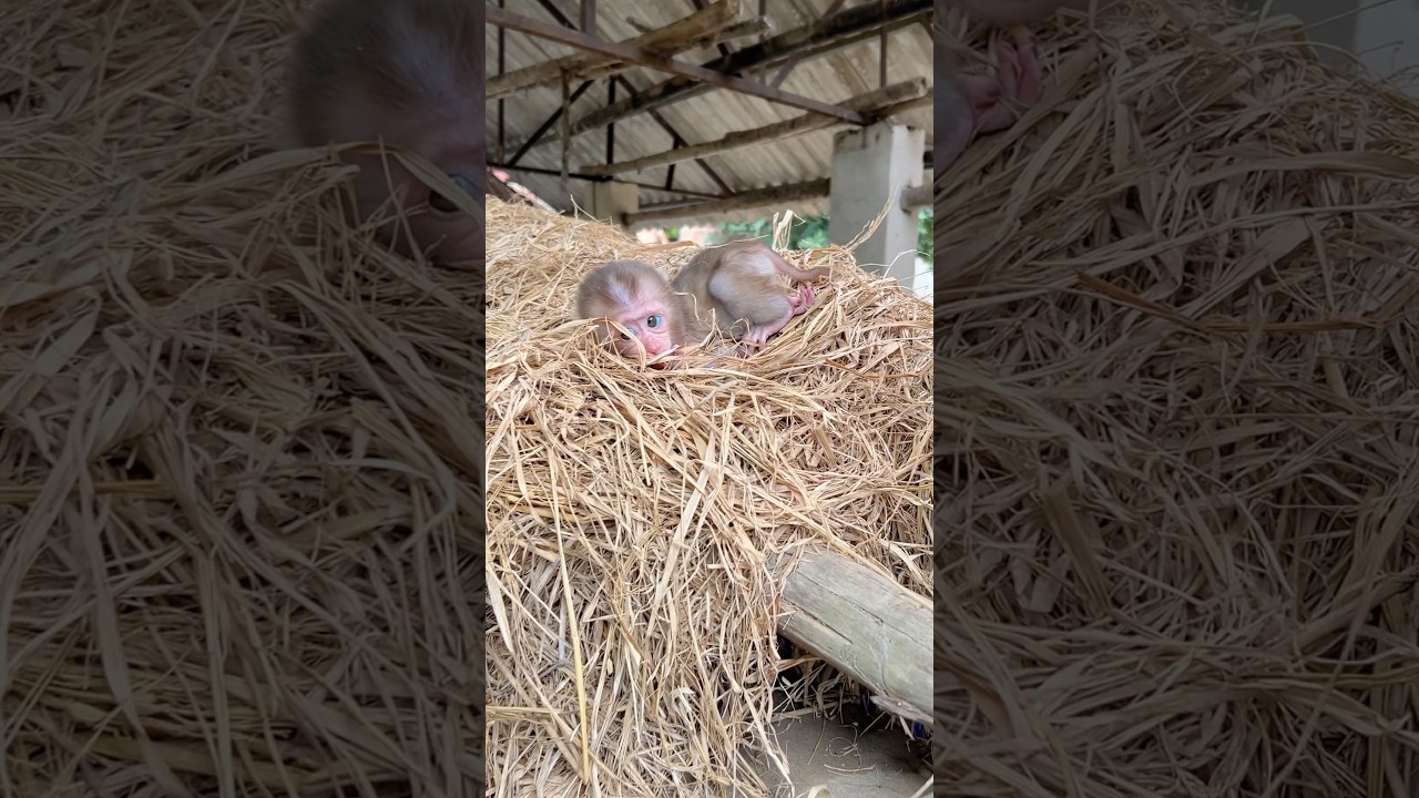 The baby monkey was lying in the haystack, lost in thought about something.