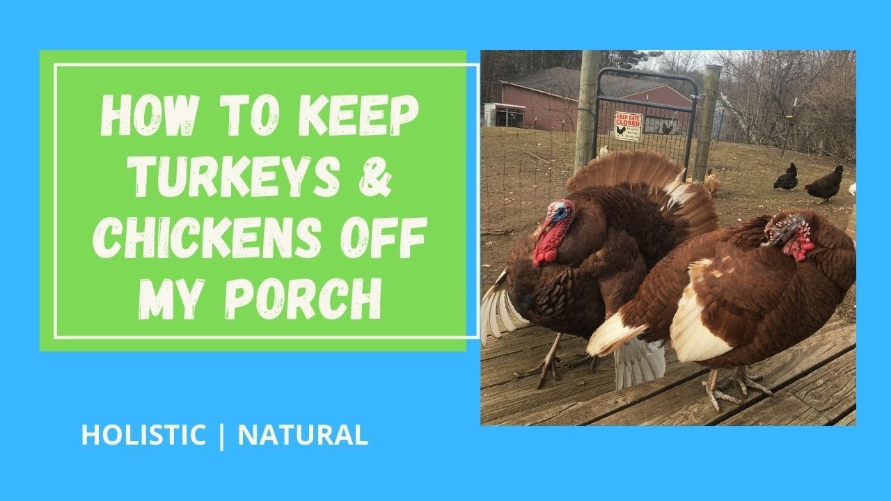 🏡 🦃 How To Keep Bourbon Red Turkeys And Chickens Off My Porch YouTube