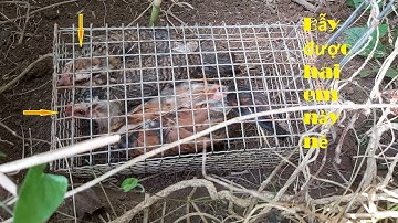 Bẫy chuột ở gò cao mùa nước nổi kết quả là như thế này/ ông lão miền tây