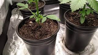 MCG & ViparPit Updates: Pre Harvest & Explosive Growth