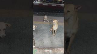 om Shanti Omarjun Rajpal Shahrukh Khan Deepika Padukonesingersonu Nigam Shreya Ghoshal