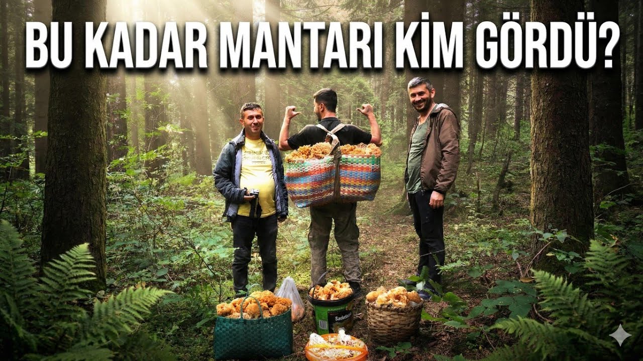 BU KADAR MANTARI KİM GÖRDÜ? EFSANE TÜRKİYE KARADENİZ MANTAR AVI🍄 