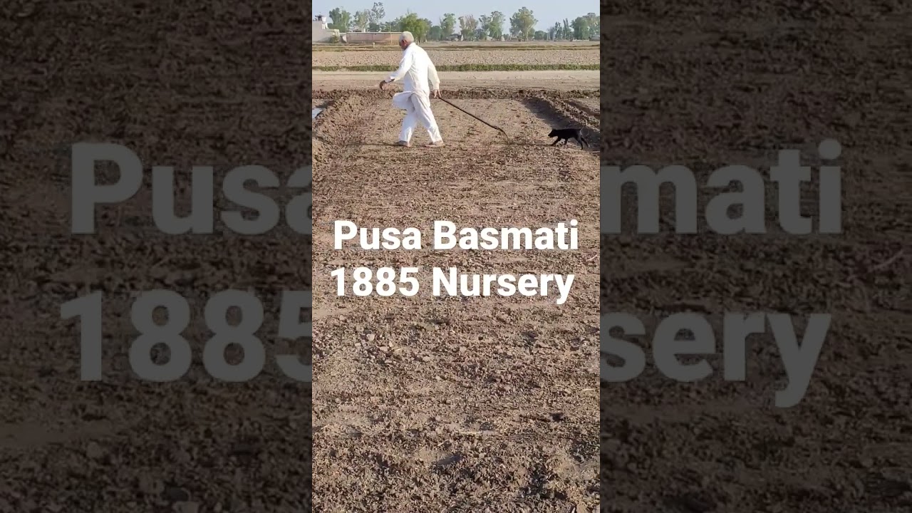 Pusa Basmati 1885 Nursery
