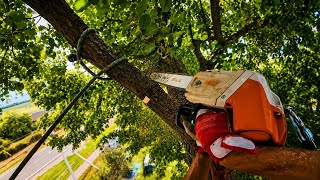 Tree Removal Between Two Roofs | Old Linden
