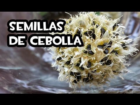 Como Conseguir Semillas de Cebolla | Semillas Organicas