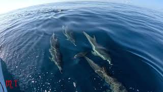 Dolphins Playing