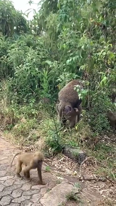 #nature #wildlife #animals #mating