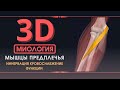Мышцы Верхней Конечности - 3D Анатомия Мышц Предплечья - Часть 4