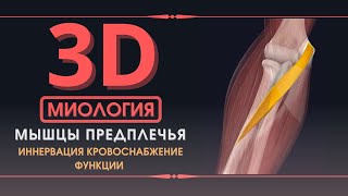 Мышцы Верхней Конечности - 3D Анатомия Мышц Предплечья - Часть 4