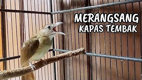 PANCINGAN KAPAS TEMBAK BAHAN SUARA MERANGSANG EMOSI JADI GACOR