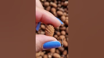 Female pine cone 🔬  #pinecone #pine #microscope #pinetree #shorts #science #nature