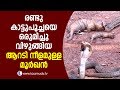 OMG ! 6-ft cobra that swallows two wild cats together | Snake Master EP 259 | Kaumudy TV