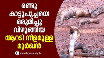 OMG ! 6-ft cobra that swallows two wild cats together | Snake Master EP 259 | Kaumudy TV
