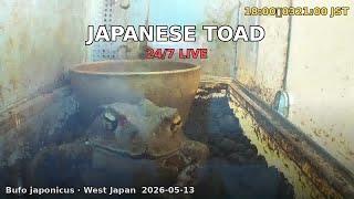Japanese Toad 24/7 Live Cam 🇯🇵 Bufo japonicus — Real-time Enclosure · West Japan