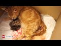 Birth of baby cats: full video