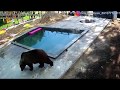 Первый заплыв состоялся/Bear Mansur pool party🌊🏊‍♂️