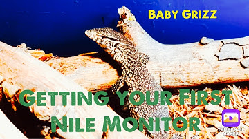 What to do when first getting your Nile Monitor (Everything  you need to Know 😁)