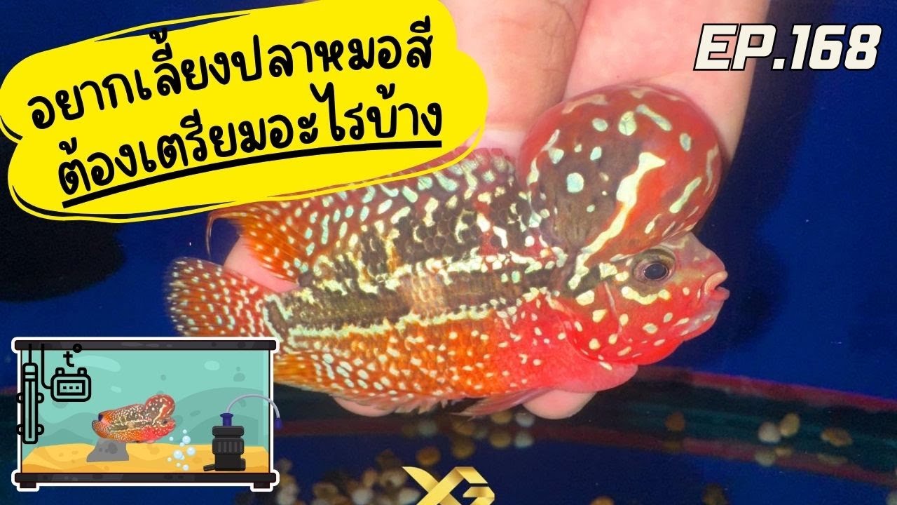 EP.168 อยากเริ่มเลี้ยงปลาหมอสี ต้องเตรียมอะไรบ้าง