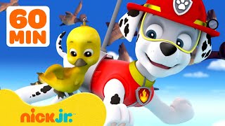 PAW Patrol reddingen en avonturen met babydieren! 🐥 Compilatie van 1 uur | Nick Jr. Nederlands