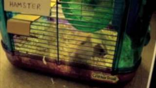Hamster Escapes From Cage