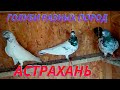 Питомник голубей Евгения в Астрахани!