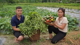 Harvesting Vegetable Squash Goes to the market sell - Gardening | Trieu Thi Lieu