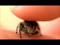 Petting my Phidippus Adumbratus Jumping Spider