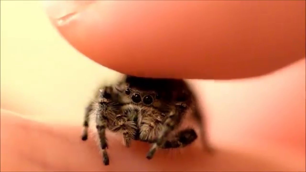 Petting my Phidippus Adumbratus Jumping Spider - YouTube