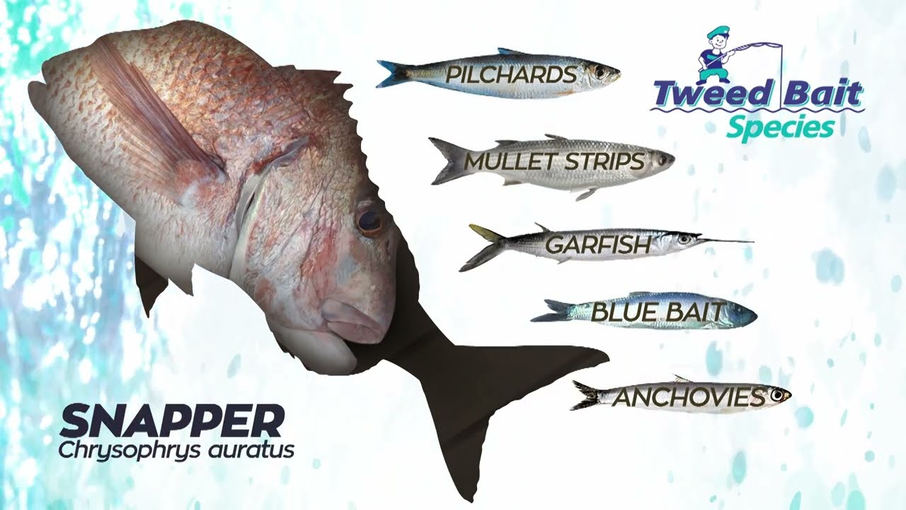 TWEED BAIT SPECIES SNAPPER 