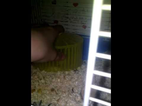 Video: Kev Puas Hauv Hamsters